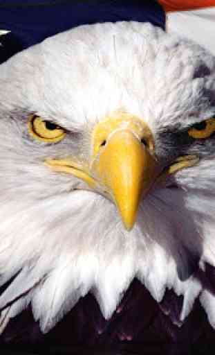 American Eagle. Live wallpaper 4