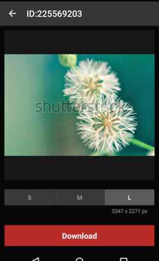 Shutterstock 4