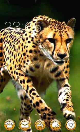 Wild Cheetah Theme 1