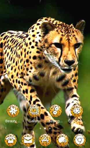 Wild Cheetah Theme 4