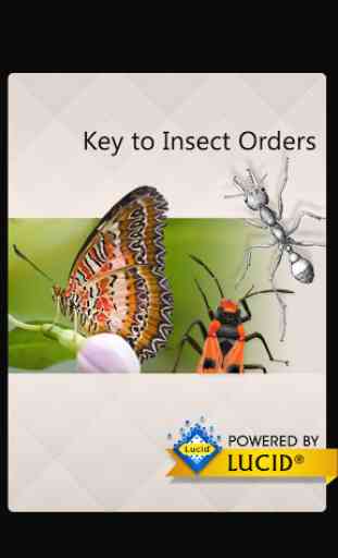 Insect Orders 1