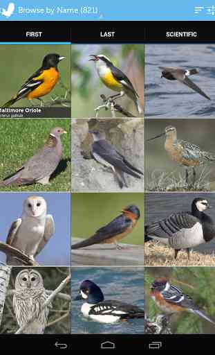 Audubon Birds of North America 2