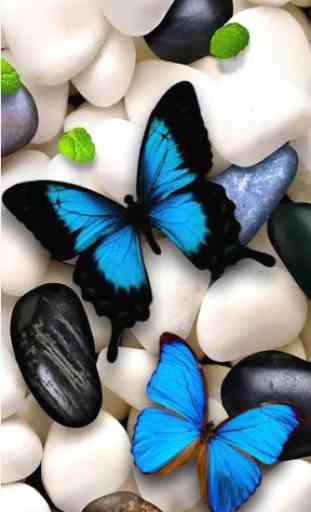 Butterfly Wallpapers 1