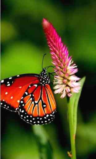 Butterfly Wallpapers 2