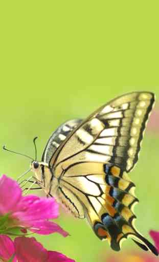 Colorful Butterfly Wallpaper 2