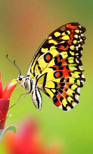 Colorful Butterfly Wallpaper 3
