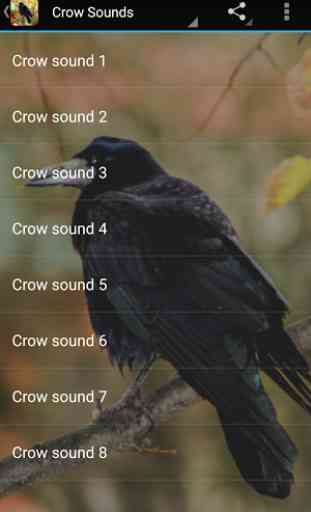 Crow Sounds 1