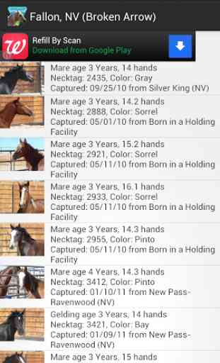 BLM Mustang Adoption Gallery 1