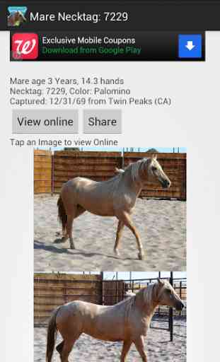 BLM Mustang Adoption Gallery 2