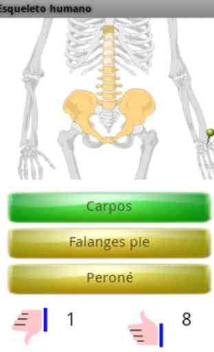 Learn the bones 2