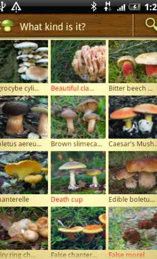 Mushroom - Mushtool 1