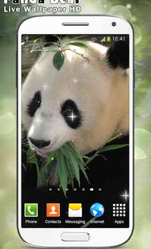 Panda Bear Live Wallpaper HD 1