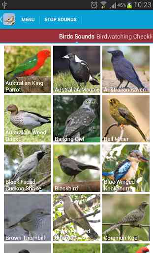 Australian Birds Sounds Free 2