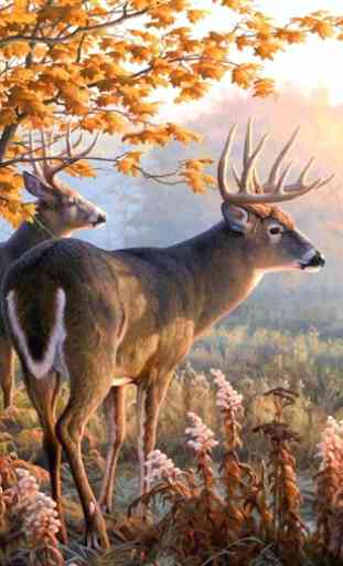 live deer wallpapers 1