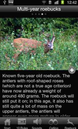 Roebuck Hunt 4