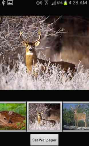 HD Deer Wallpapers 1