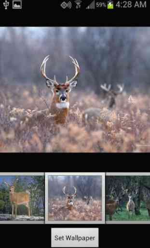 HD Deer Wallpapers 2