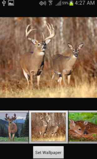 HD Deer Wallpapers 3