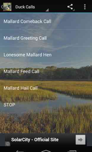 Mallard Duck Calls 2