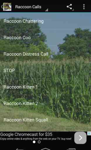 Raccoon Calls HD 2