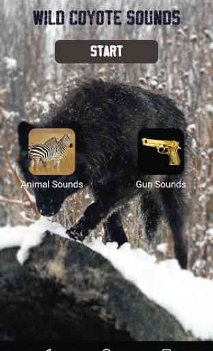 Wild Coyote Sounds 4