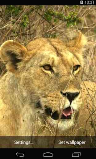 Animals of Africa Video LWP 1