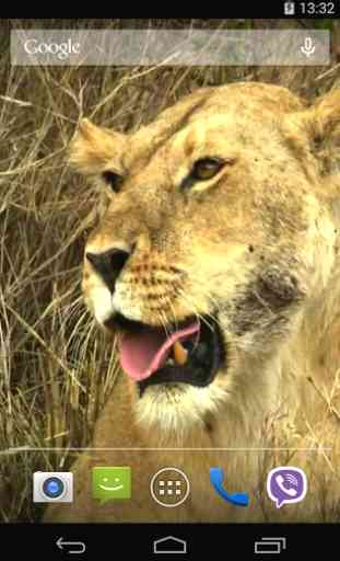 Animals of Africa Video LWP 2