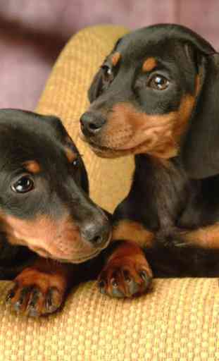 Dachshund Dogs Wallpapers 1