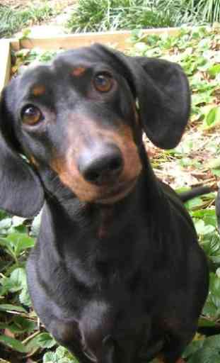 Dachshund Dogs Wallpapers 2