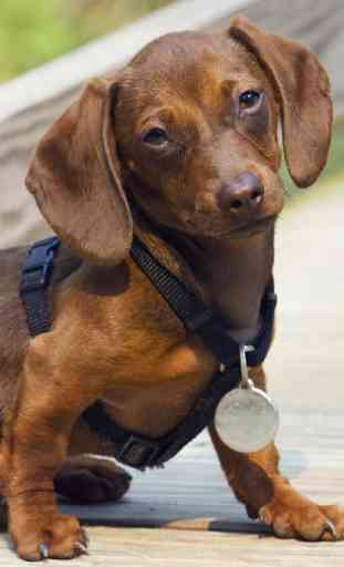 Dachshund Dogs Wallpapers 3