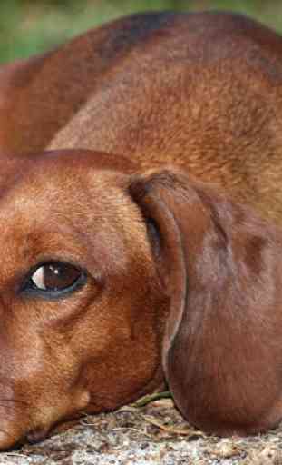 Dachshund Dogs Wallpapers 4