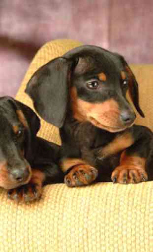 Dachshund Wallpapers 1