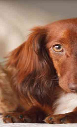 Dachshund Wallpapers 4