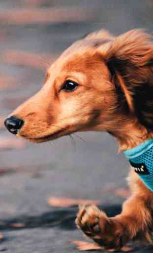 dachshund wallpapers 1