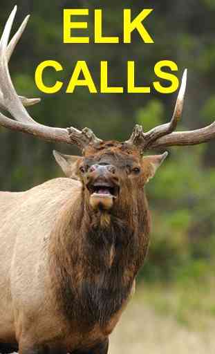 Elk Bugle & Elk Calls 1
