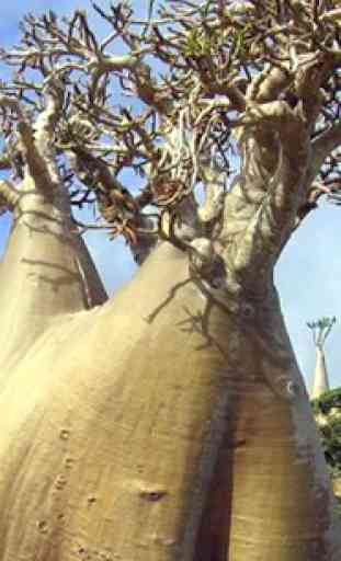 Escape From Socotra Island 1