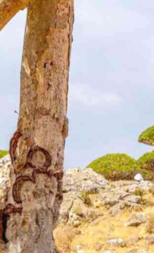 Escape From Socotra Island 2