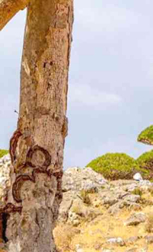Escape From Socotra Island 3