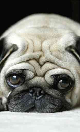puppy pug wallpapers 1