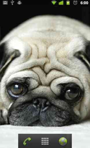 puppy pug wallpapers 2