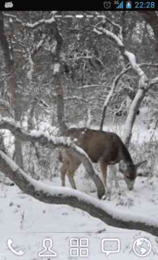 Winter Deer Live Wallpaper 1