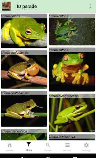 Australian Reptiles and Frogs 4
