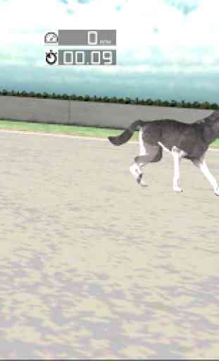 Dog Racing: Siberian Husky 1