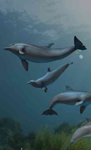 EON Dolphin Delights 3