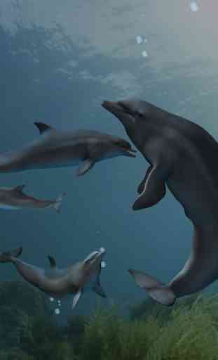 EON Dolphin Delights 4
