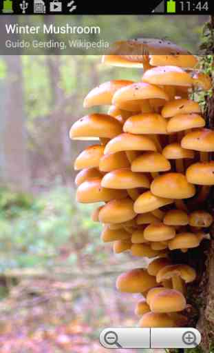 Myco - Mushroom Guide 3