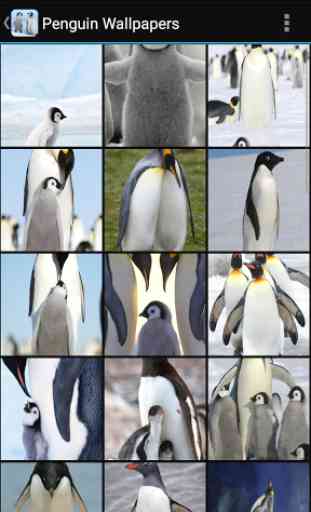 Penguin Wallpapers 1
