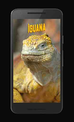 Amazing Iguana Wallpapers 1