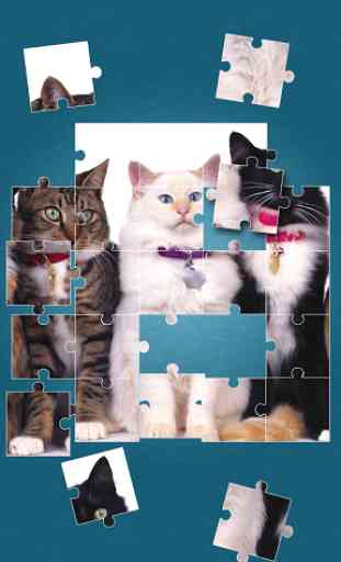 Cute Cats Jigsaw Puzzle 3