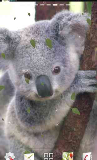 Baby Koala Live Wallpaper 2